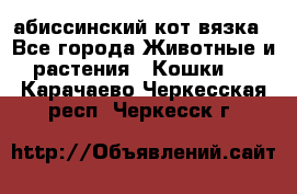абиссинский кот вязка - Все города Животные и растения » Кошки   . Карачаево-Черкесская респ.,Черкесск г.
